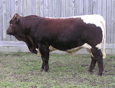 Texas Circle P Ranch, LLC - Pinzgauer Herd Sires in Rockdale, Texas